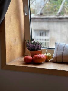 リヴィウにあるModern apartment on Lemkivskaの植物の横の窓枠に座るカボチャ二匹