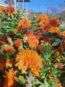 Afbeelding uit fotogalerij van Tamara B&B in Tumanyan