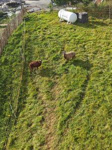 dos ovejas caminando en un campo de hierba en Le Grenier de Math, en Sprimont