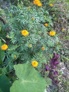 a group of yellow and purple flowers in a garden at Pame Farm Stay in Pokhara