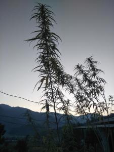 a tall plant in the foreground with mountains in the background at Pame Farm Stay in Pokhara