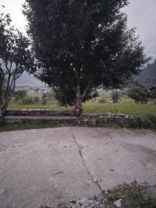 a tree in a field with a stone wall at Pame Farm Stay in Pokhara
