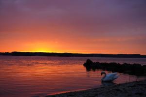 two swans swimming in the water at sunset at Alte Post Sörup - Kaptainskajüte in Sörup