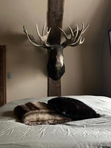 ein großer Hirschkopf mit Geweih auf einem Bett in der Unterkunft Maison Galerie Art n Pepper in Solwaster + 19 Fotos