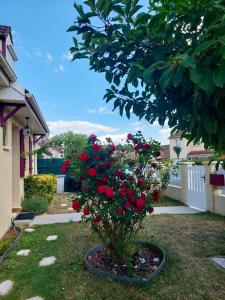 un árbol con flores rojas en una olla en un patio en Maison d'une chambre avec jardin et wifi a Roissy en Brie, en Roissy-en-Brie