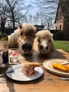 two dogs standing at a table with a plate of food at La Ferme in Ascq
