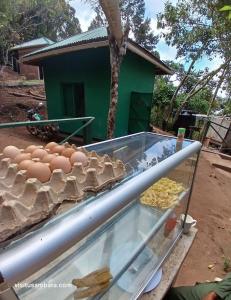 a display case with eggs and other food in front of a building at Camping Magamba Forest in Lushoto