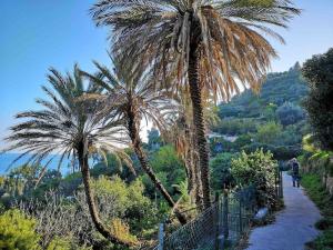 two palm trees on a path next to a mountain at Caligo Appartamento incantevole a due passi dal mare in Bordighera