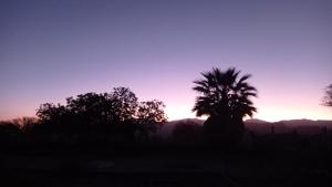 un palmier dans un champ au coucher du soleil dans l'établissement YANAY, à Villa Unión