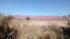 un champ avec de grandes herbes et des arbres dans le désert dans l'établissement YANAY, à Villa Unión