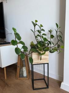 a plant sitting on a desk next to a computer at Apartment Stella in Varna City