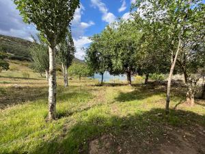 un grupo de árboles en un campo con césped en Casa Rural La Peralosa en Piedrabuena