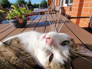 Eine Katze, die auf einem Tisch liegt und in die Kamera schaut. in der Unterkunft Ferienwohnungen Sund Ostfriesland in Großefehn 