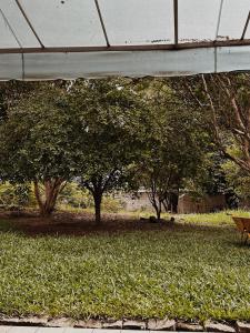 um grupo de árvores num campo de relva em Studio Jardim em Pindamonhangaba