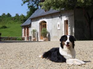 a dog laying on the ground in front of a building at Charmant gîte près du Mans : calme, confort, commerces à proximité, idéal pour 2 pers. - FR-1-410-273 in Cérans-Foulletourte