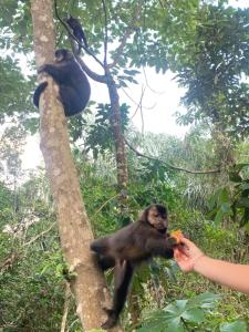 a person feeding a monkey in a tree at SUÍTE PRIVATIVA RIVIERA & ITAGUARÉ 100mts de 2 praias! in Bertioga