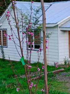 une petite maison blanche avec des fleurs roses devant elle dans l'établissement Donde la Euli, à Pitrufquén