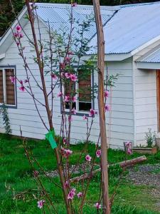 mały biały dom z różowymi kwiatami przed nim w obiekcie Donde la Euli w mieście Pitrufquén