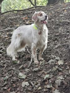 a white dog standing on the ground at A Bird House in Belper