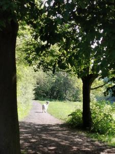 a white cat walking down a path with a tree at A Bird House in Belper