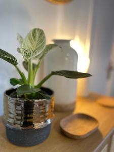a plant in a vase sitting on a table at Canopée - Appartement - Hyper centre ville in Quimper