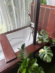 un lavabo en una ventana con un espejo y plantas en CR farm stay ซีอาร์ฟาร์มสเตย์ 