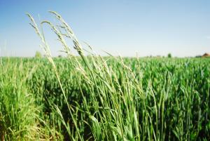 een veld van hoog groen gras met de hemel op de achtergrond bij B&B Het Schaliënhof in Veurne