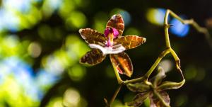 Zahrada ubytování Hotel Holístico Monteverde