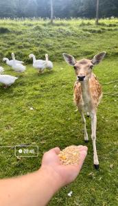 een persoon die een gazelle voedsel uit een hand van een persoon voedt bij Boutique Tourist Farm Hrovat in Frankolovo