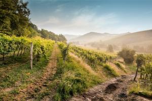 a vineyard with a dirt road in a field at KABAJ Wine & Dine in Dobrovo