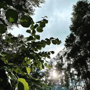 - une vue sur le soleil à travers les arbres dans l'établissement Ferienwohnungen im Haus Waldstück, à Lärz