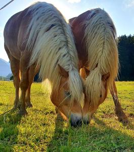 un caballo con pelo largo pastando en un campo en Ferienwohnung Lechufer, 80m2 mit 2 Terrassen und Garten en Pinswang