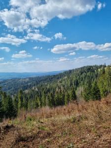 a view of the forest from the top of a hill at Noclegi w gorcach in Ponice