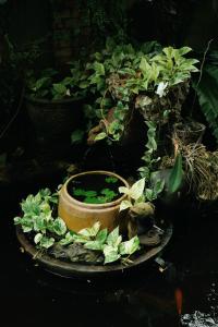 una olla llena de plantas en una mesa en Homestay in Tay Ninh, en Tây Ninh
