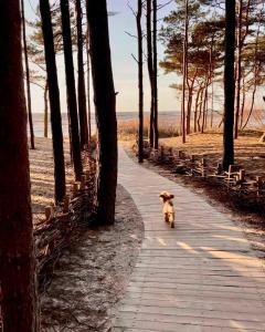 a dog is walking down a path with trees at SPA apartamentai Palanga in Palanga