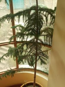 a pine tree in a pot in front of a window at ALOJAMIENTO PICSHA EXPEDITIONS in Huaraz