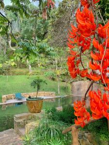 a tree with red flowers on it next to a pond at Casas D’Água Doce - Casa da Árvore in Ilhabela