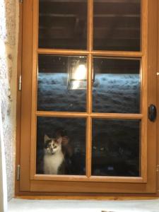 Eine Katze schaut aus dem Fenster in der Unterkunft La petite Maison du Bonheur & Jacuzzi 
