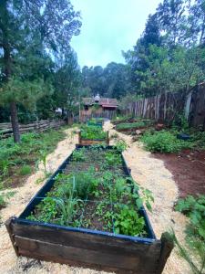 uma horta num quintal com uma casa ao fundo em Cabaña Milpa Huerto em San Cristóbal de Las Casas