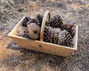 una caja de madera llena de piñas y agujas de pino en A Leira 116 Cabañas de diseño, en Sarria