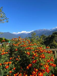 a field of flowers with mountains in the background at Ifseen Villa in Pelling