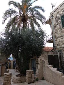 a palm tree in front of a building with a building at Superior Motel l in Haifa