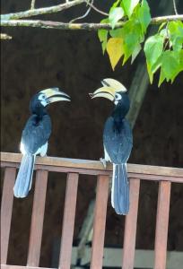 dos pájaros sentados sobre una valla de madera en Sepilok B&B, en Sepilok