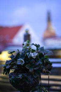 Foto sihtkohas Ystad asuva majutusasutuse Prins Carl galeriist