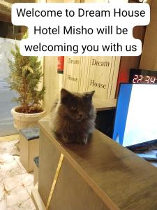 a cat sitting on top of a table at dream house hotel in Jerash