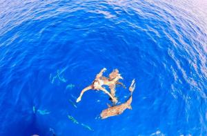 Dos tortugas nadando en el agua azul en Wind Breeze Sunset View Inn, en Guraidhoo