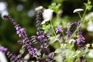Giardino di Hotell Gyllene Hornet