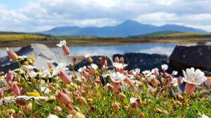 een bloemenveld voor een waterlichaam bij Seapoint Lodge in Westport