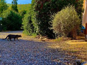 Domácí mazlíčci ubytovaní s hosty v ubytování Carpine Agriturismo Bio in Maremma