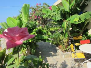a garden with many plants and a red flower at Porto Kastri Studios in Kastrí